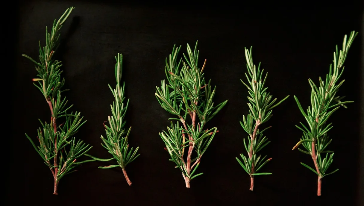 Rosemary Oil for Hair Growth: Does It Actually Work?